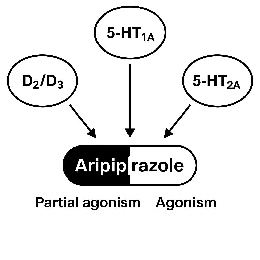 Aripiprazole receptor binding diagram: partial agonism at D2/D3, agonism at 5-HT1A, antagonism at 5-HT2A